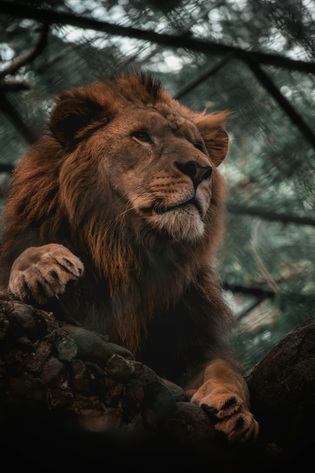Wildlife Portrait Photography